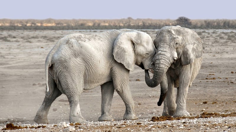 Time Travel Safaris